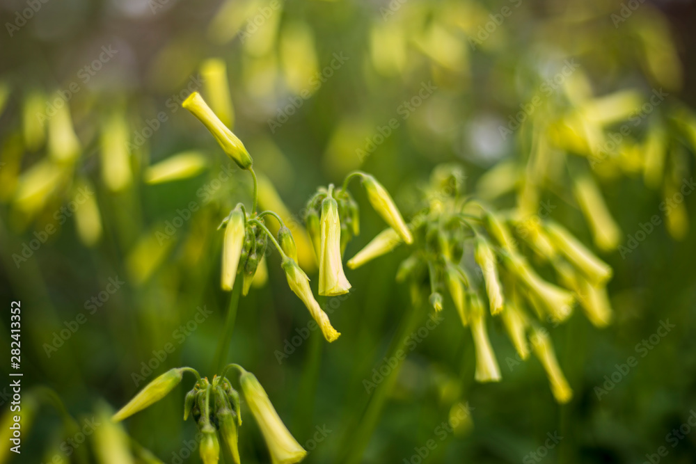 Fototapeta premium Yellow Flowers
