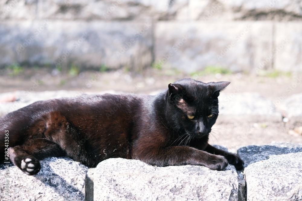 street cat crouching on side street in park. street cat crouching on side street in park.
