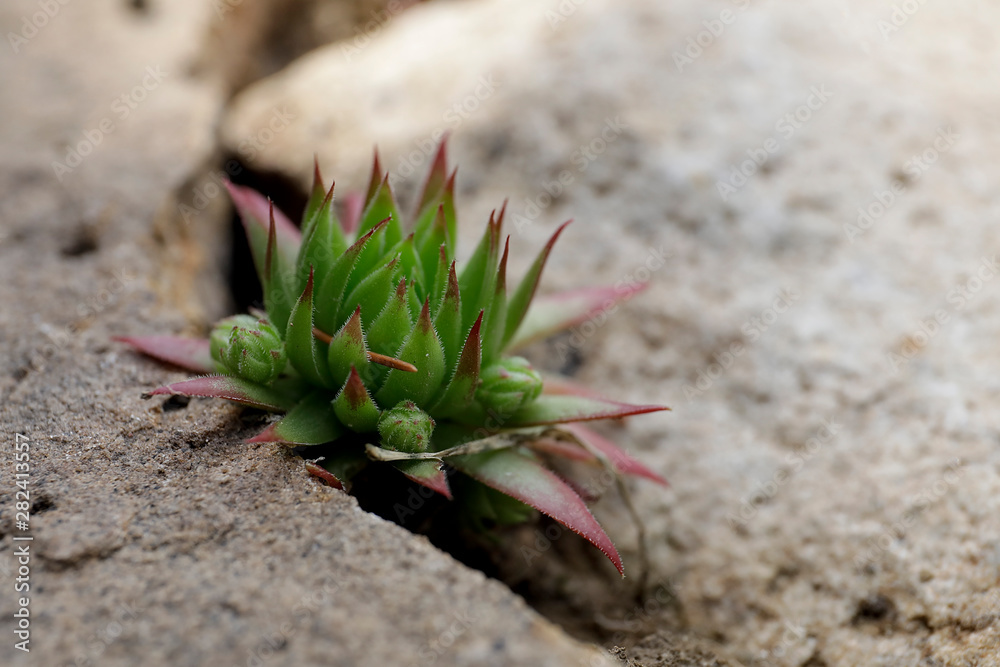 Sukkulente im Ritz einer Steinmauer im Garten mit Unschärfe Stock Photo
