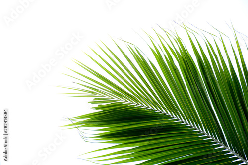 beautiful Palm leaves isolated on white
