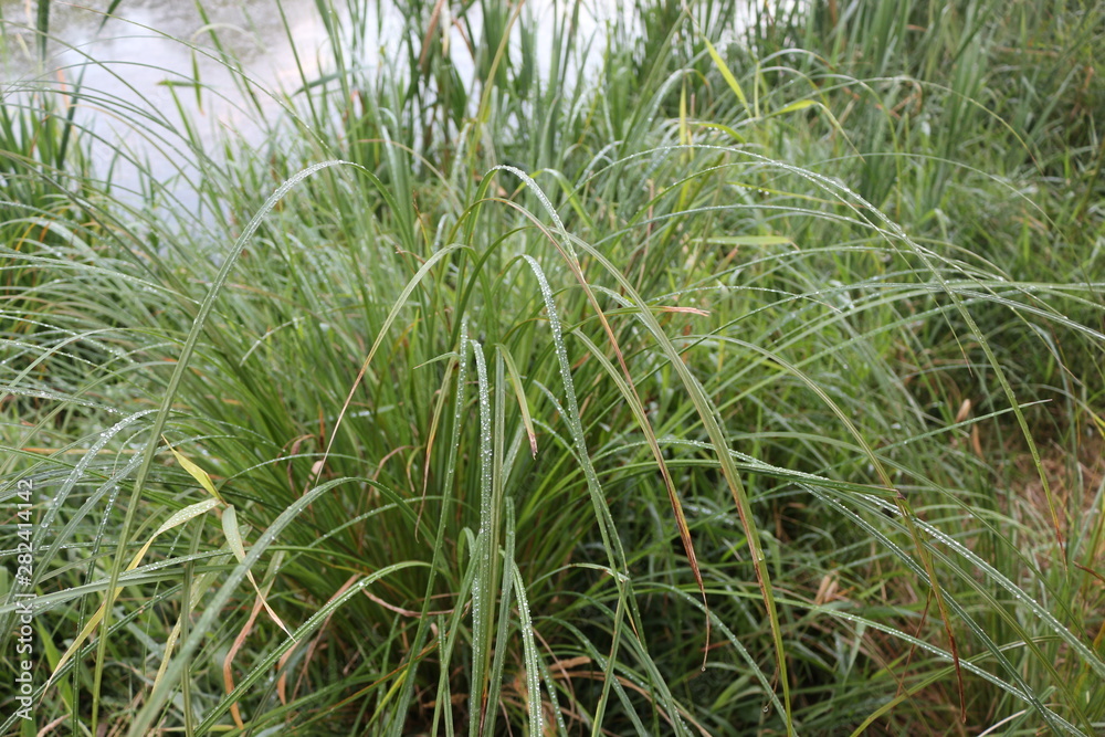 Green reeds grow on the lake in summer Green reeds grow on the lake in summer