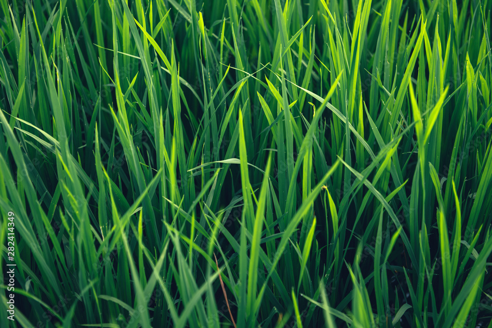 Fototapeta premium Rice on field. Green leaves background