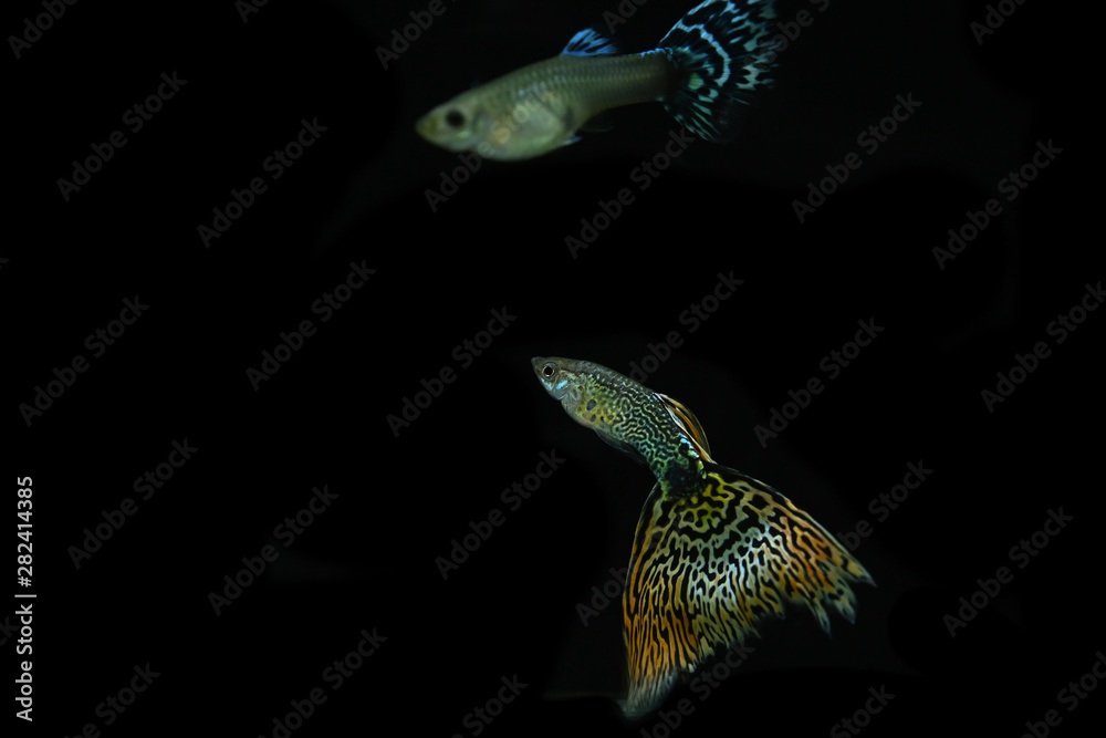 Naklejka premium Asian guppy fish