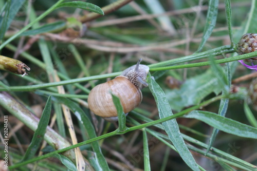  A large grape snail crawls on a plant stem