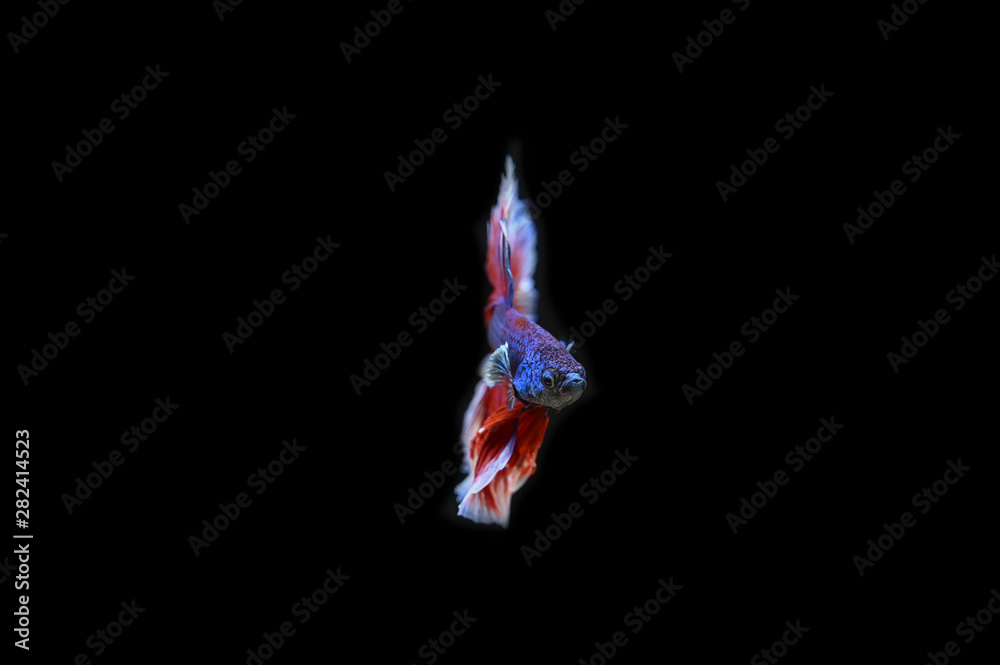 Beautiful fish in Thailand Beautiful fish in Thailand