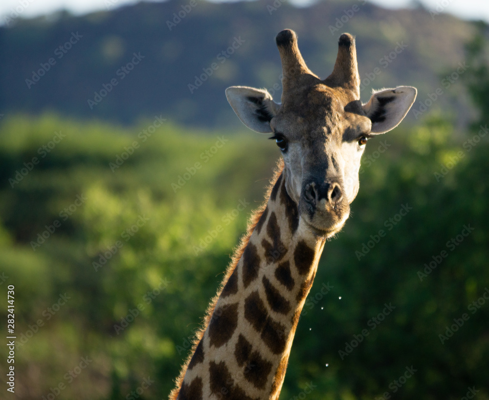 Fototapeta premium portrait of giraffe