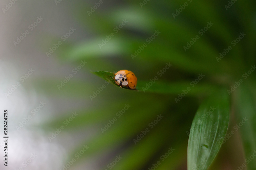 ladybird ON THE BACKGROUND OF THE GRASS MAGIC MACRO ladybird ON THE BACKGROUND OF THE GRASS MAGIC MACRO
