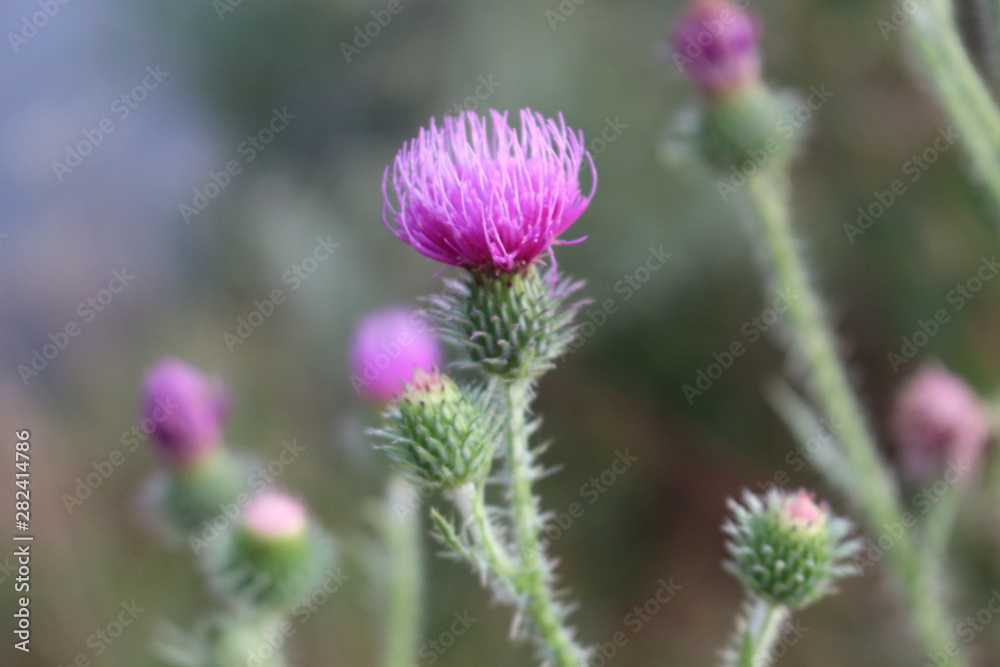 Pink flowers prickly thistle bloom in the meadows in summer, attracting bees Pink flowers prickly thistle bloom in the meadows in summer, attracting bees