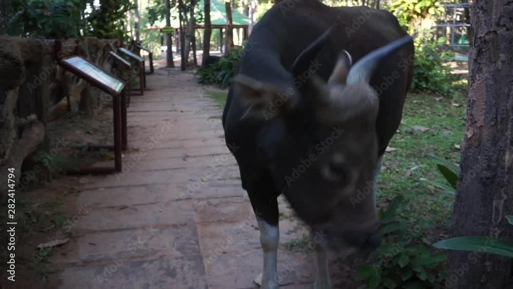 Buffalo in zoos in Thailand, slow motion.