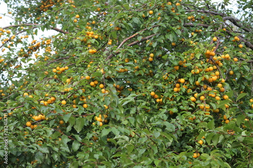 Yellow fruits of cherry plum ripened on a tree in late summer