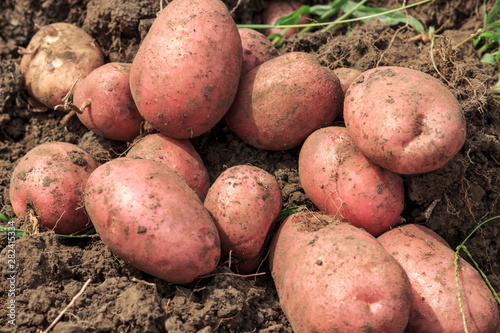 mountain of freshly dug potatoes close-up