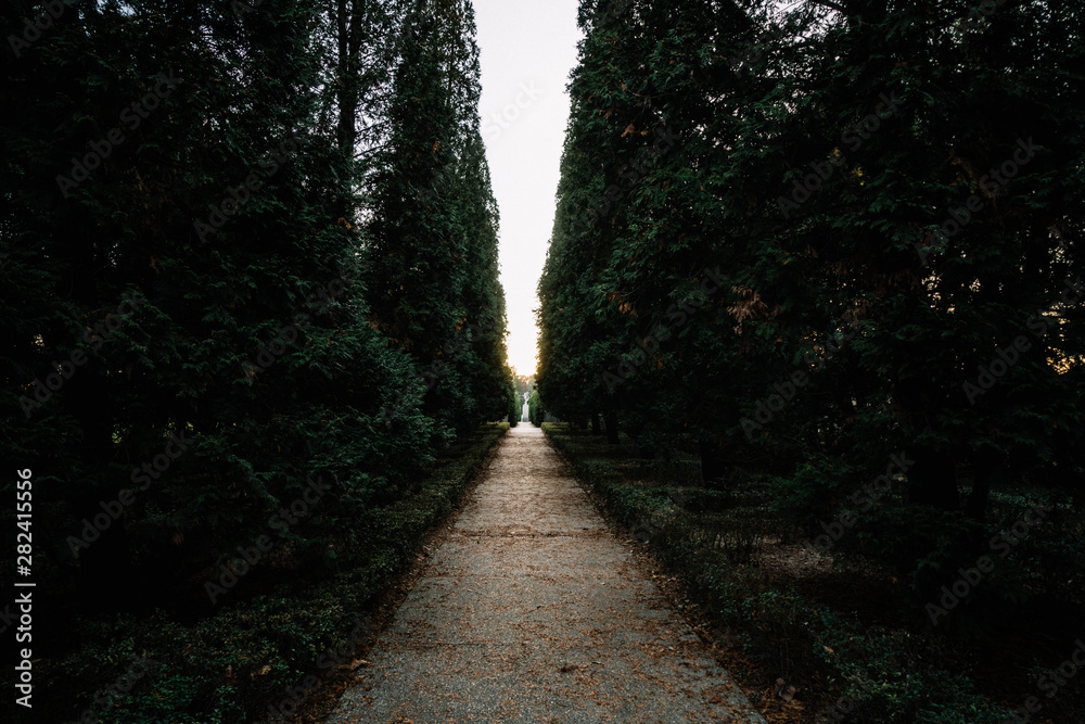 Fototapeta premium Walkway through the trees