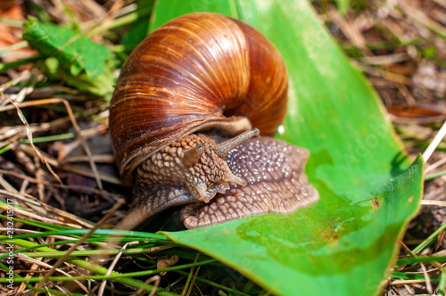 Big snail crawls on a leaf