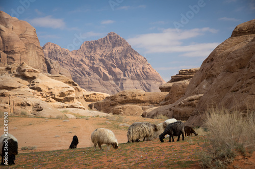 A heard of Bedouin sheep in Wadi Rum with a little sheppard photo