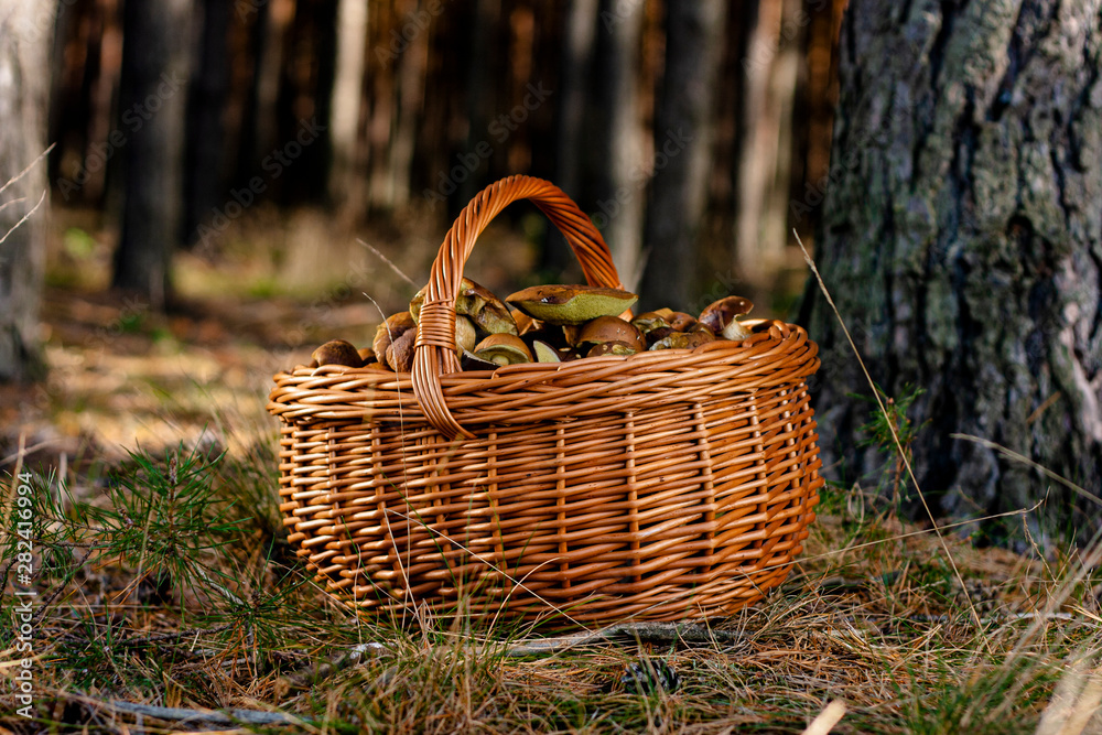 A full basket of porcini mushrooms collected in the forest. A full basket of porcini mushrooms collected in the forest.