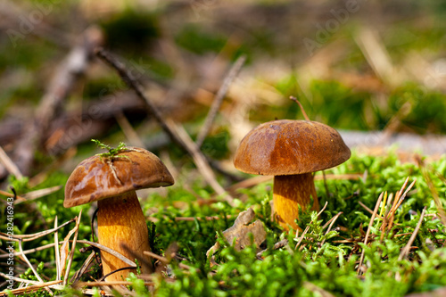 Beautiful boletus mushroom on moss.