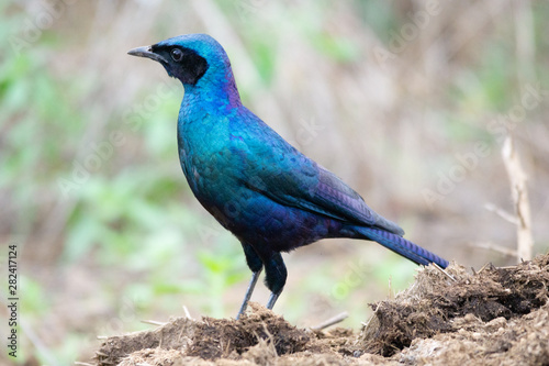 glossy starling