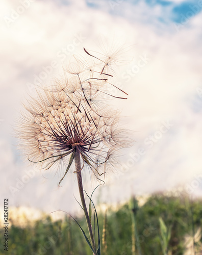 Huge fluffy white dandelion against the sky and clouds at sunset.