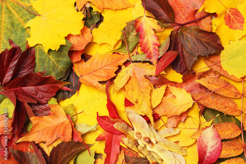 Background formed with bright autumn leaves 