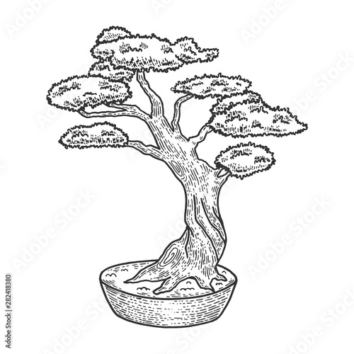 Bonsai japanese tree sketch vector illustration. Scratch board style imitation. Hand drawn image.