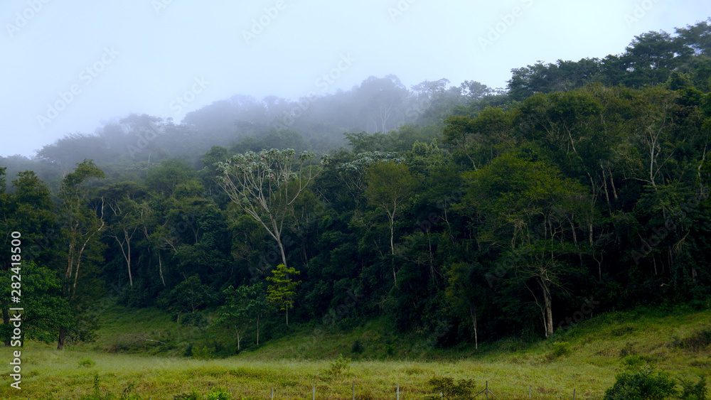 Fototapeta premium High Florest and Fog