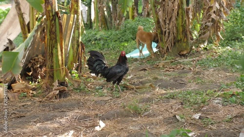 Rooster standing around - SlowMo 50fps to 25fps photo