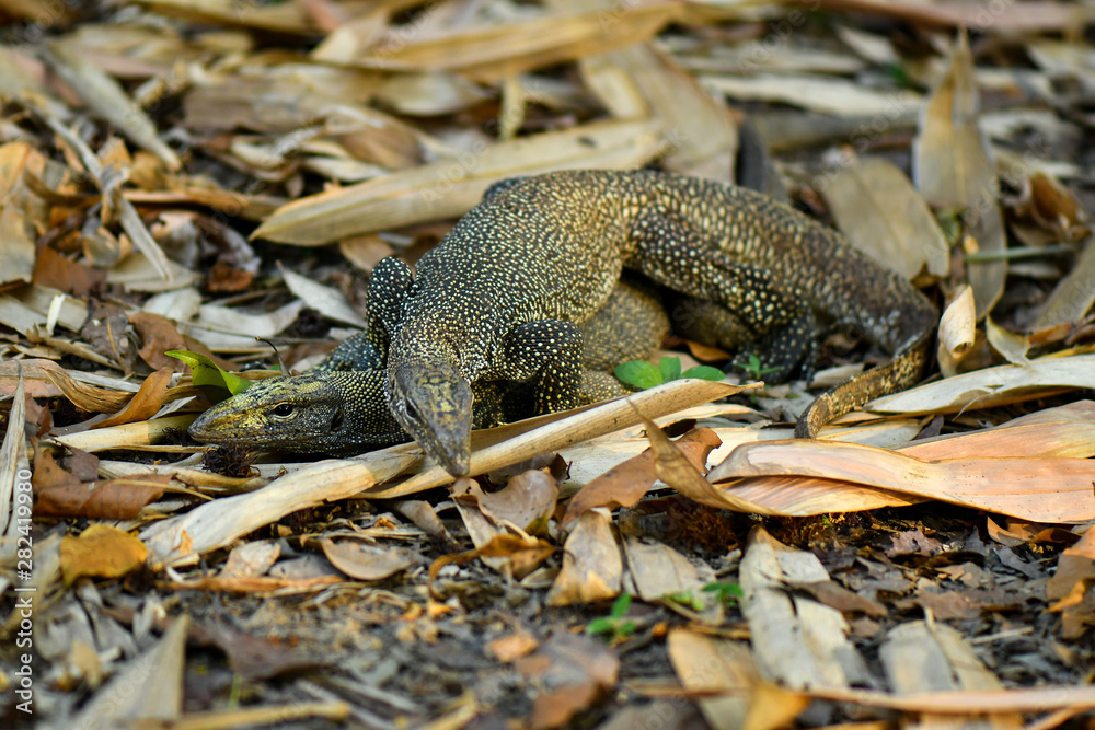 Clouded Monitor Lizard mating in the wild Clouded Monitor Lizard mating in the wild