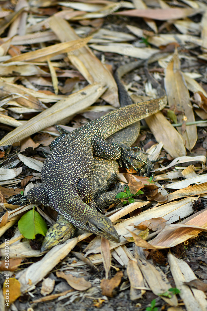 Fototapeta premium Clouded Monitor Lizard mating in the wild