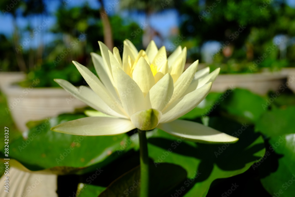 beautiful lotus flower or water lily in pond beautiful lotus flower or water lily in pond