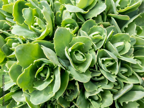 Stonecrop in sunlight, ornamental garden plant. Sedum prominent (Sedum spectabile). Close up image