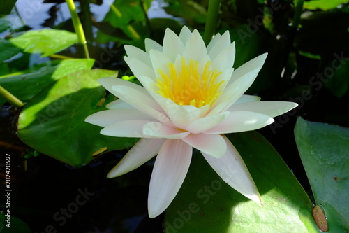 beautiful lotus flower or water lily in pond