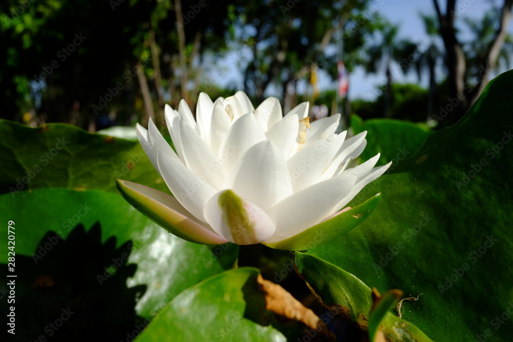 beautiful lotus flower or water lily in pond beautiful lotus flower or water lily in pond