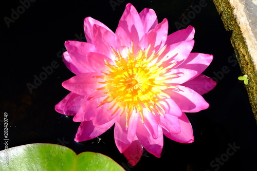 beautiful lotus flower or water lily in pond