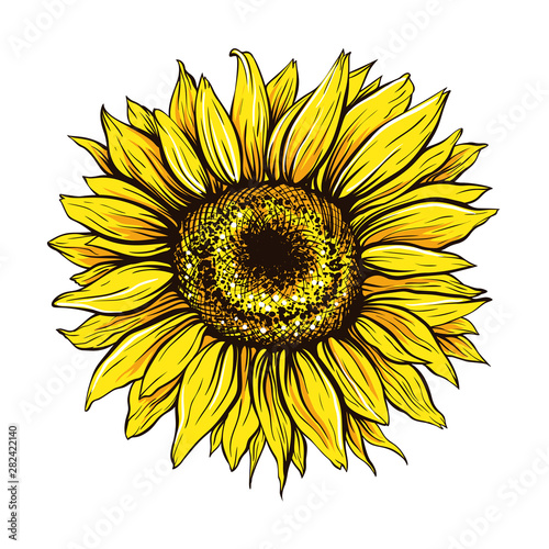 Sunflower hand drawn vector illustration. Beautiful yellow flower bud, blooming wildflower. Agriculture, summer nature cartoon symbol. Farm plant, helianthus blossom realistic freehand drawing
