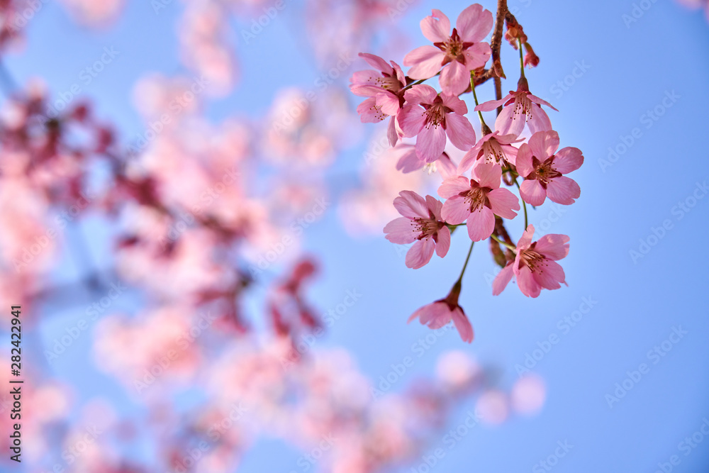 Blue sky background and pink cherry blossoms Blue sky background and pink cherry blossoms