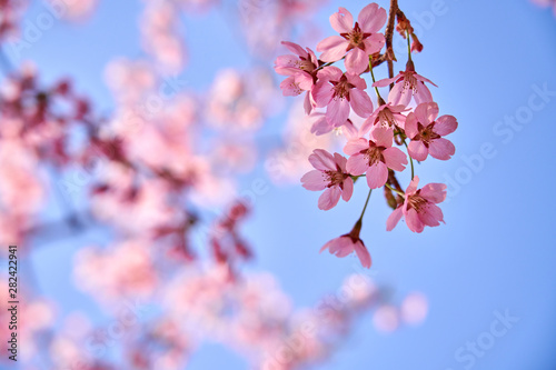 Blue sky background and pink cherry blossoms