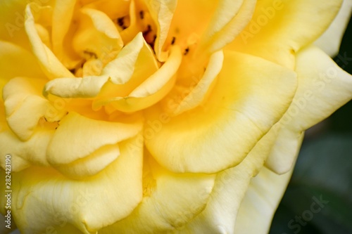 closeup of yellow rose