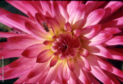 Tablou pe pânză dahlia cactus