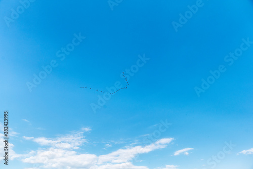 Flock of birds in blue sky