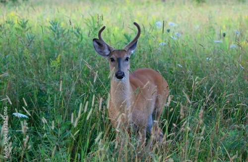 White-tailed deer buck in the early morning light with velvet antlers in summer in Canada