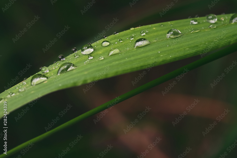 beautiful drops of transparent rain water on a green leaf. Closeup. Beautiful leaf texture in nature. Natural background beautiful drops of transparent rain water on a green leaf. Closeup. Beautiful leaf texture in nature. Natural background