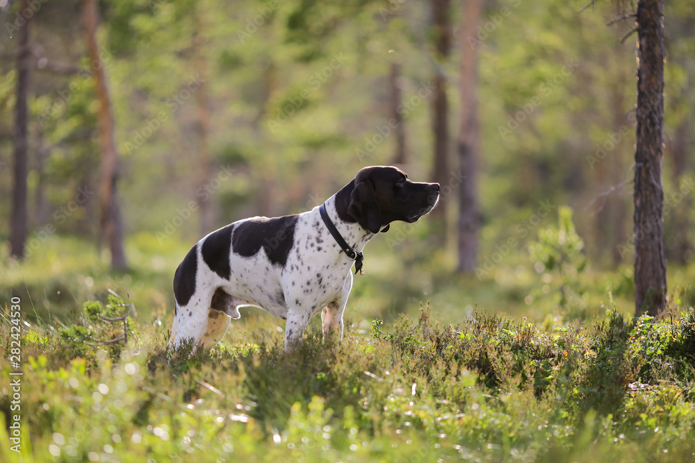 Dog english pointer