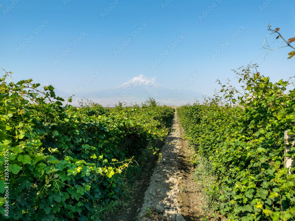 Armenian vineyards Armenian vineyards