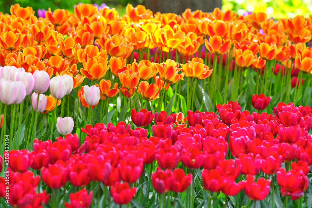 Tulips of different colors on a sunny day on a green background. Concept Spring