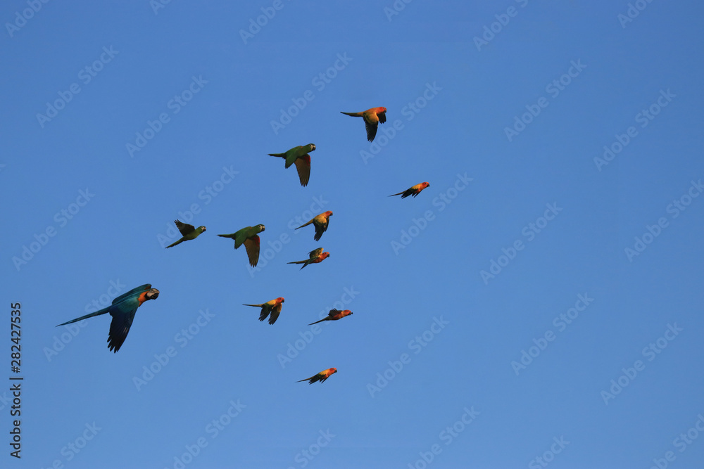 Macaws and Lovebirds fly together as a herd of birds. Macaws and Lovebirds fly together as a herd of birds.