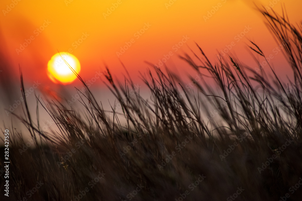 Fototapeta premium Sunset over a field
