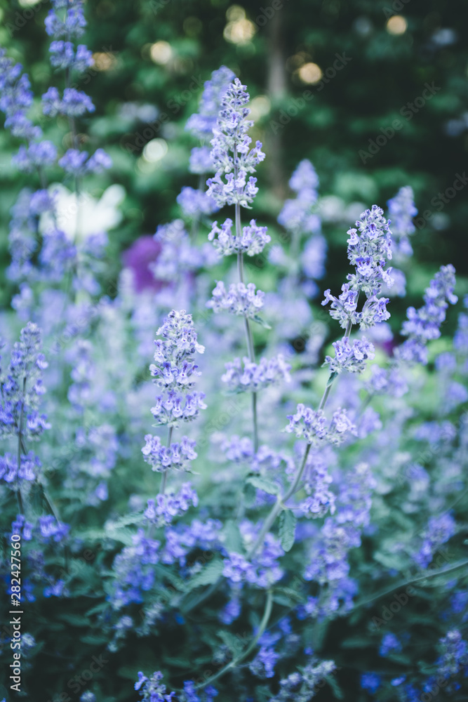 Obraz premium Fine lavender bush on blurred nature background. Outdoor