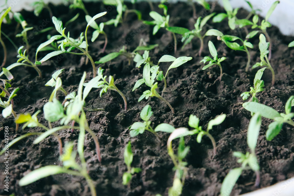 Seedlings in the bucket with ground. Sprouts of tomatoes. Spring photo. Agriculture idea. Eco friendly concept. Plants growing. Seedlings in the bucket with ground. Sprouts of tomatoes. Spring photo. Agriculture idea. Eco friendly concept. Plants growing.