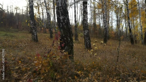 The Movement in the Forest Between Trees against the Sun. The camera moves through a Birch tree. photo