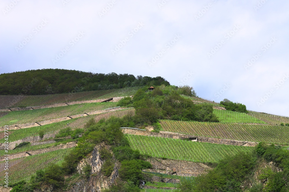 Vineyards in the Rhine Valley (Germany, Europe)